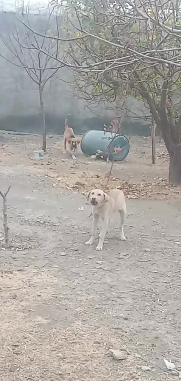 واگذاری|سگ|قره چای, |دیوار