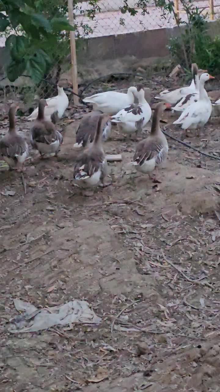 غاز|حیوانات مزرعه|رامهرمز, |دیوار