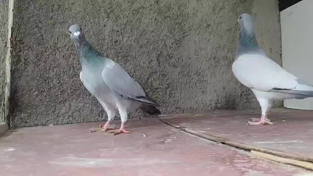 کبوتر|پرنده|وحدتیه, |دیوار