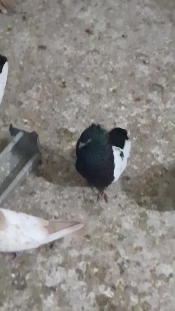 سینه سیاه|پرنده|بندر ماهشهر, |دیوار