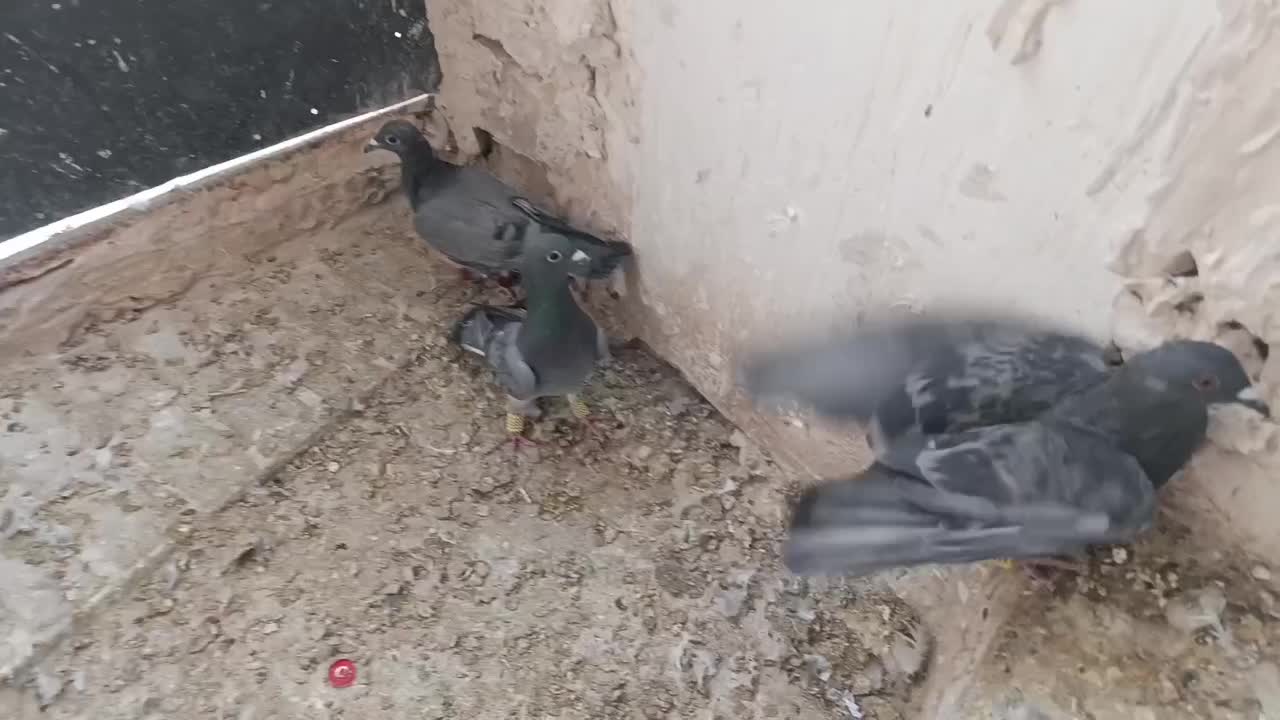 3عدد ماده پولکی ذات سار|پرنده|تربت‌حیدریه, آغوی|دیوار