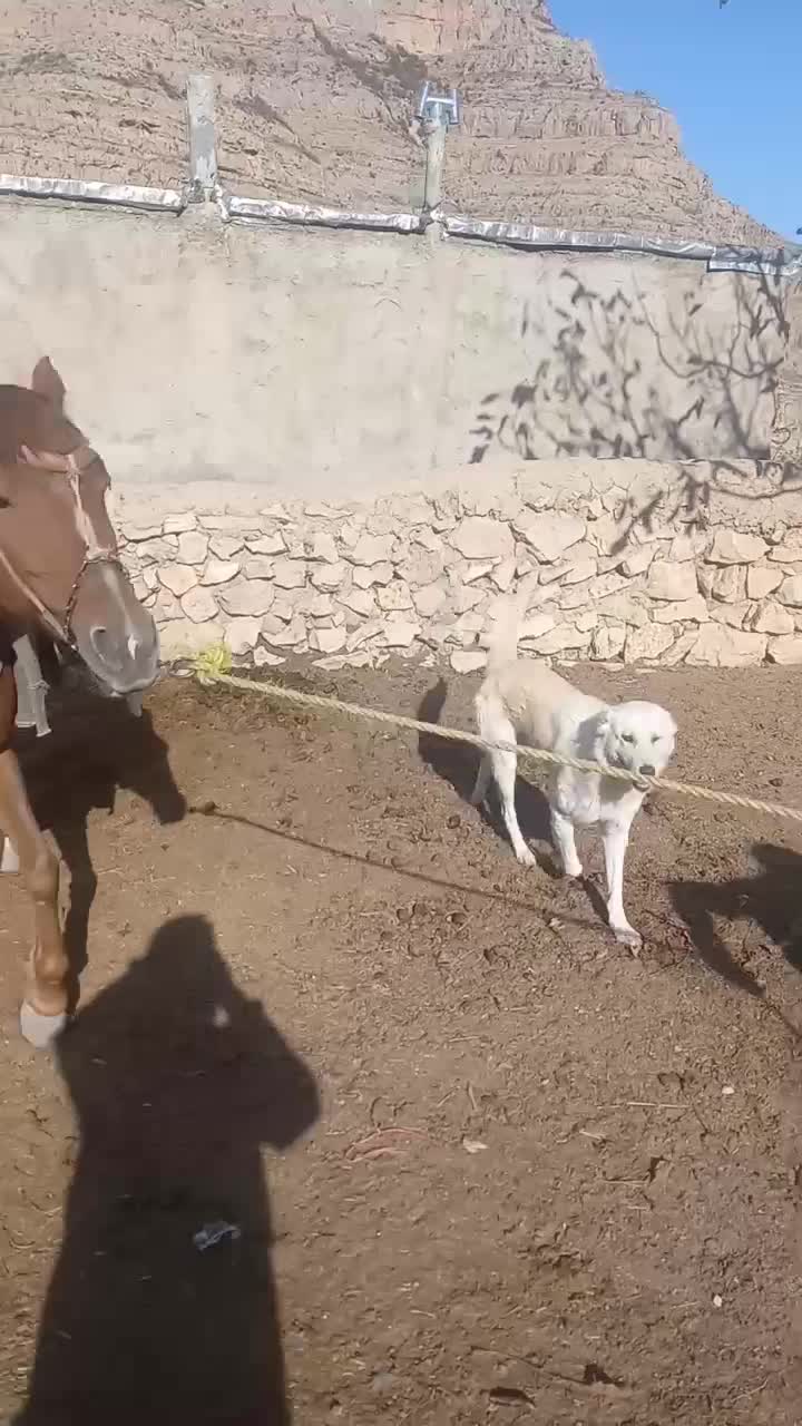 اسب مادیان فروشی|اسب و تجهیزات اسب‌سواری|بجنورد, |دیوار