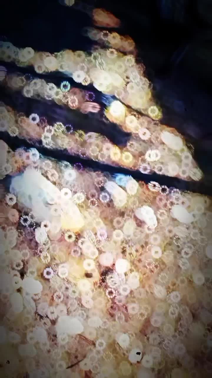 موتور هندا پرواز|موتورسیکلت|شیروان (خراسان), |دیوار