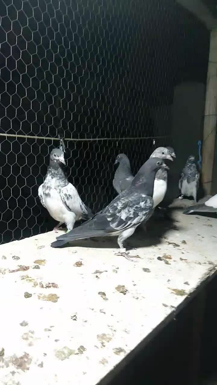 کبوتر تیدی پاکستانی|پرنده|شاهینشهر, کوی مهدیه|دیوار