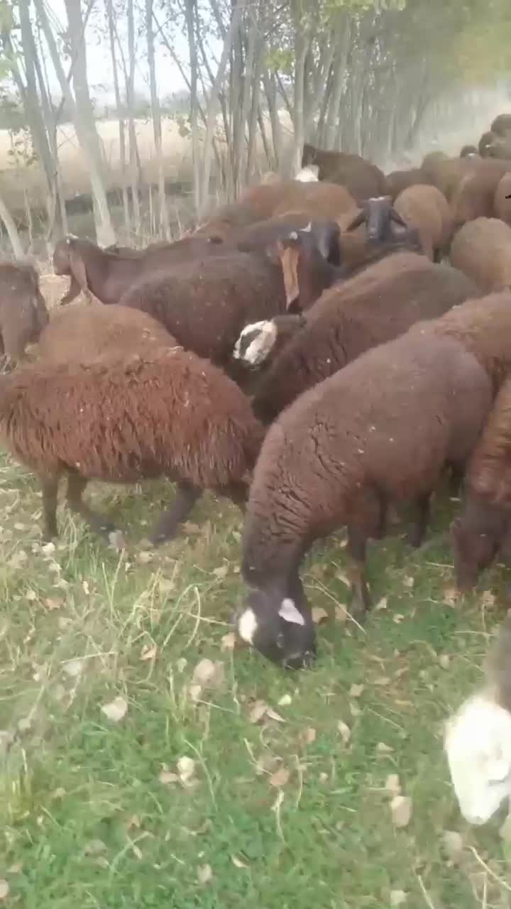 گوسفند|حیوانات مزرعه|تهران, آشتیانی|دیوار