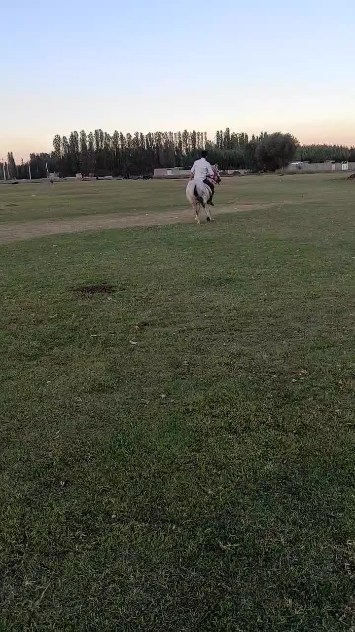 اسب مادیان به همراه کره نریان|اسب و تجهیزات اسبسواری|خوی, |دیوار