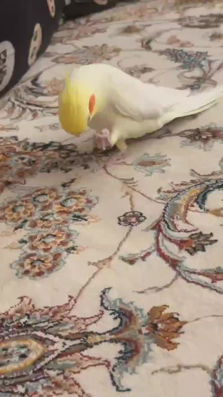 عروس هلندی جفت نژاد ژاپنی|پرنده|اصفهان, باغ نگاره|دیوار