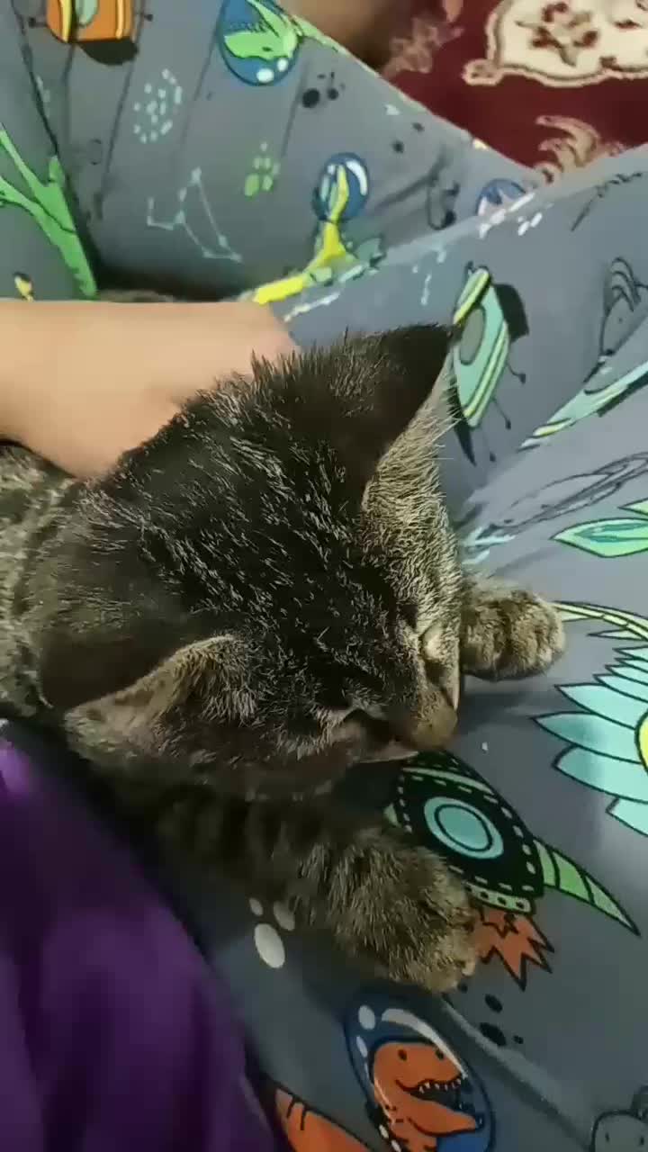 واگذاری بچه گربه|گربه|گلبهار, شهر جدید گلبهار|دیوار