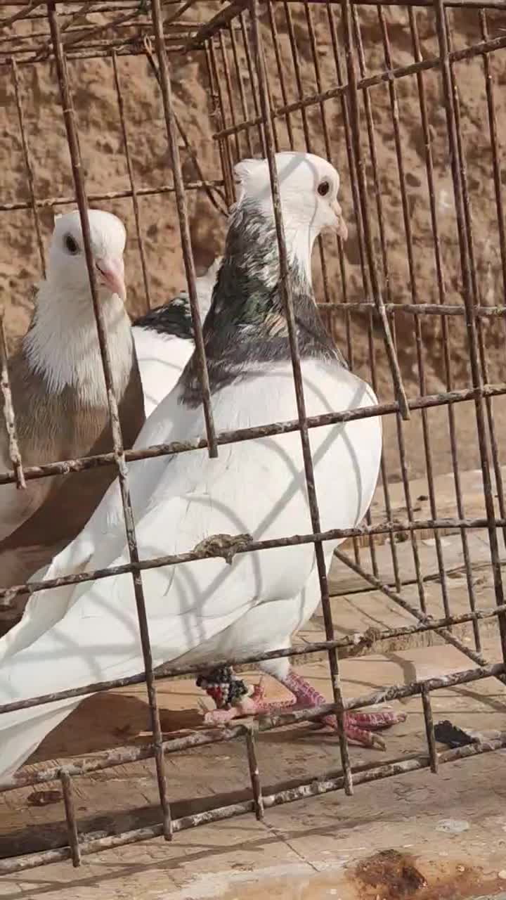 رنگه اس|پرنده|تربت‌حیدریه, آغوی|دیوار