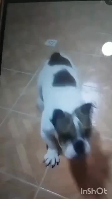 انگلیش بولداک وارداتی|سگ|چهاردانگه (تهران), |دیوار