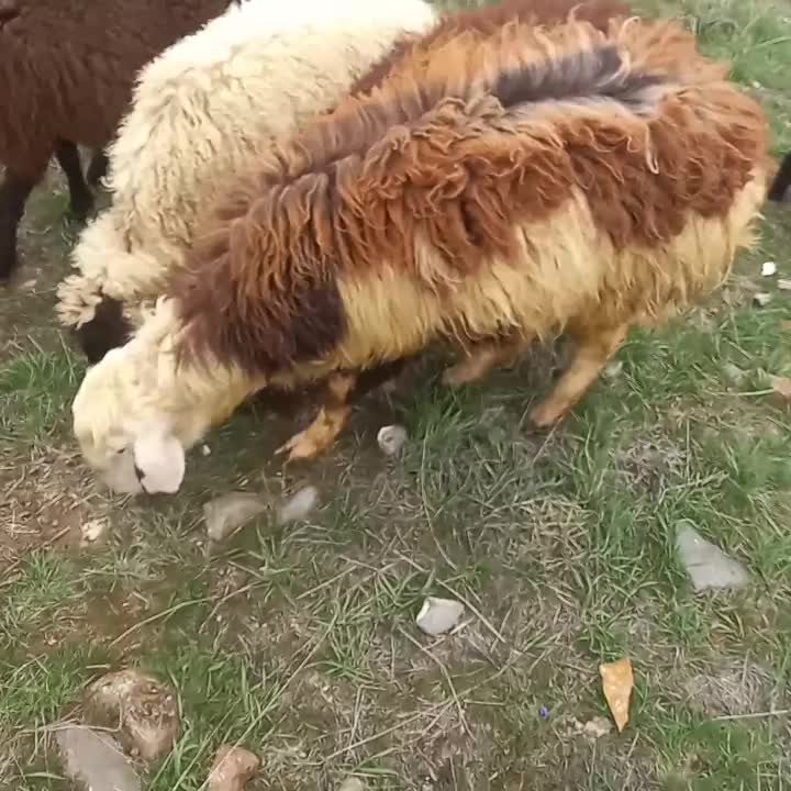 ...|حیوانات مزرعه|کوثر, |دیوار