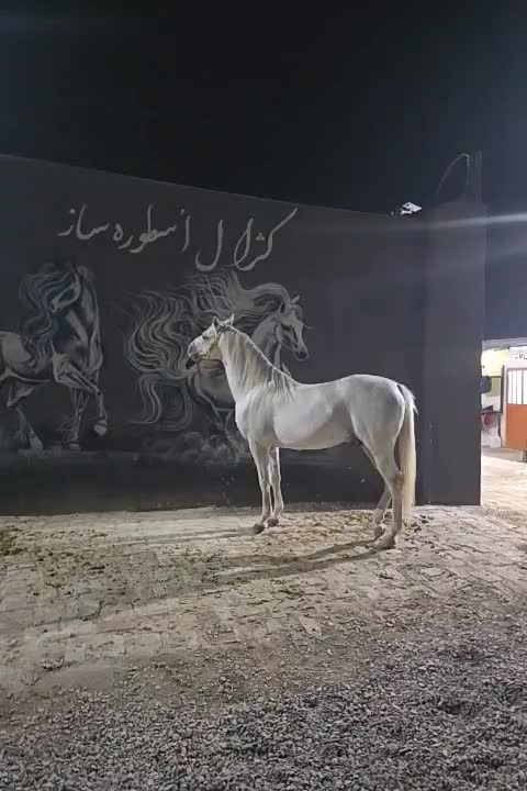 باشگاه سوارکاری|اسب و تجهیزات اسب‌سواری|قم, بوستان جوان|دیوار