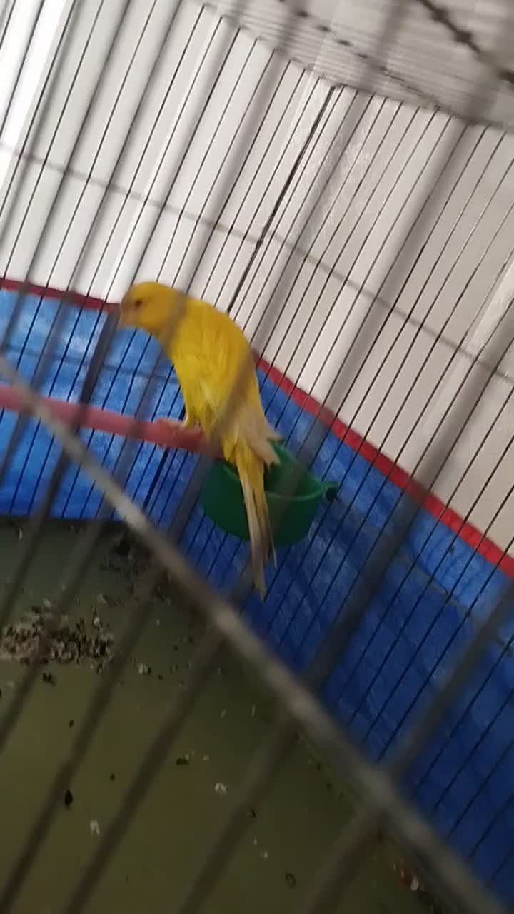 قناری نر رسمی بلند|پرنده|ملایر, |دیوار