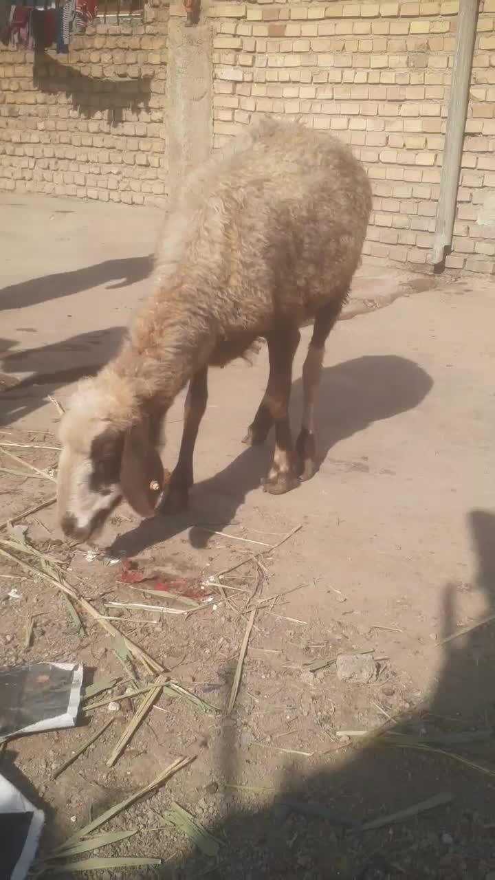 بره گوسپند|حیوانات مزرعه|مینودشت, |دیوار