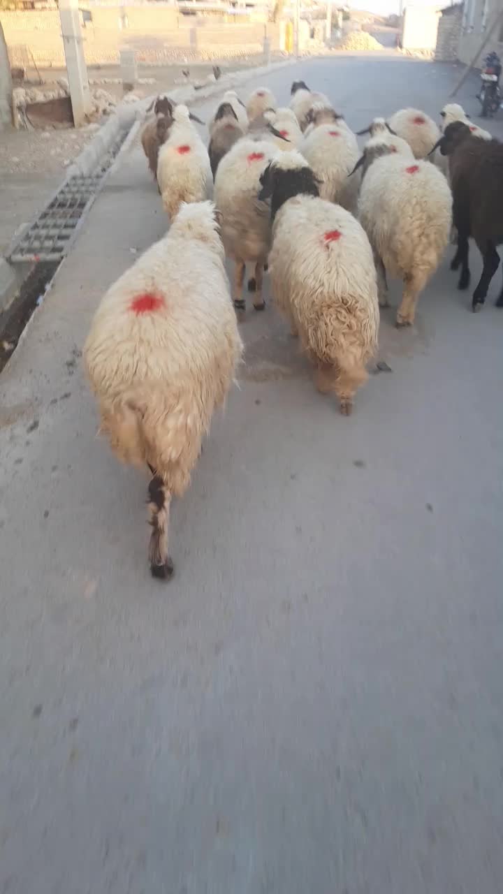 فروش نقدی جفتی ۴۶ تومن|حیوانات مزرعه|آبدانان, |دیوار