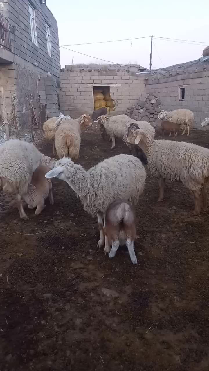 گوسفند دامازدغ|حیوانات مزرعه|مشگین شهر, |دیوار