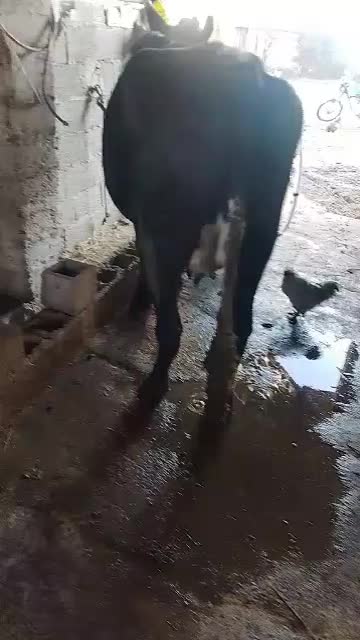 گاو|حیوانات مزرعه|صومعه‌سرا, |دیوار