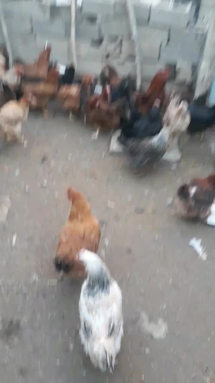 مرغ  روستای  خوب و درجه یک تخم گزار|حیوانات مزرعه|زیویه, |دیوار