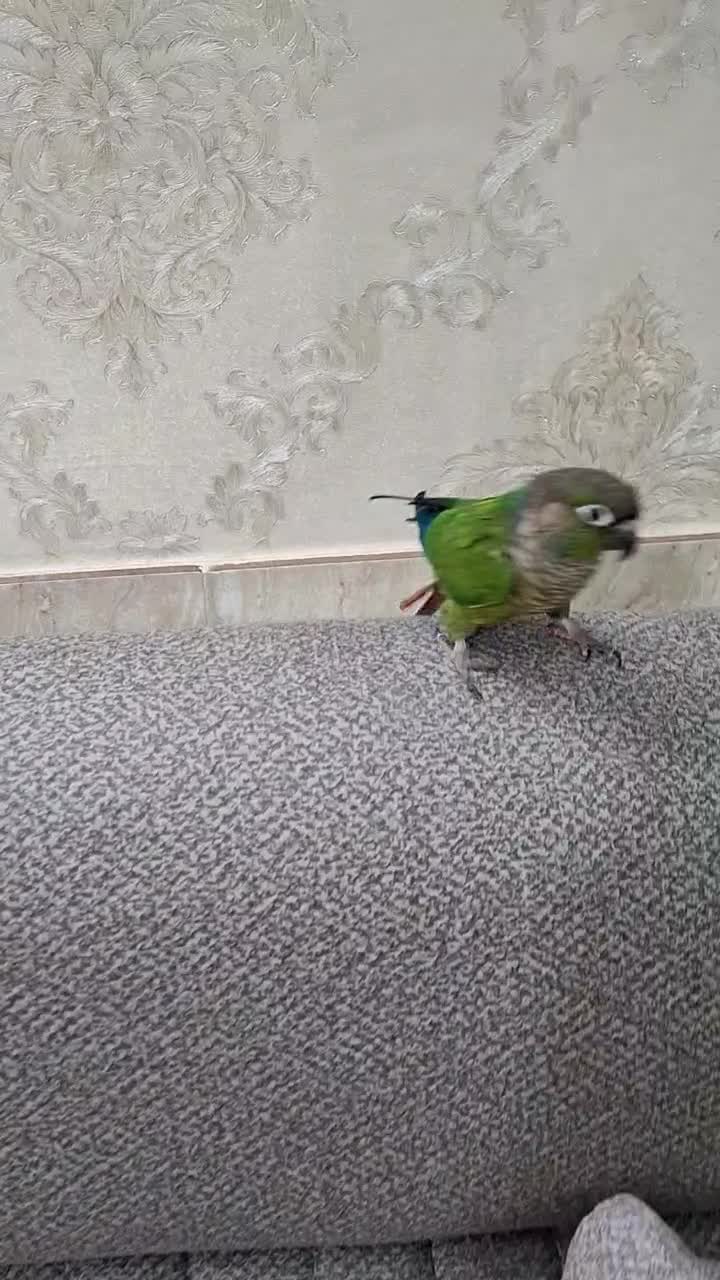 طوطی گرینچیک|پرنده|باقرشهر, |دیوار