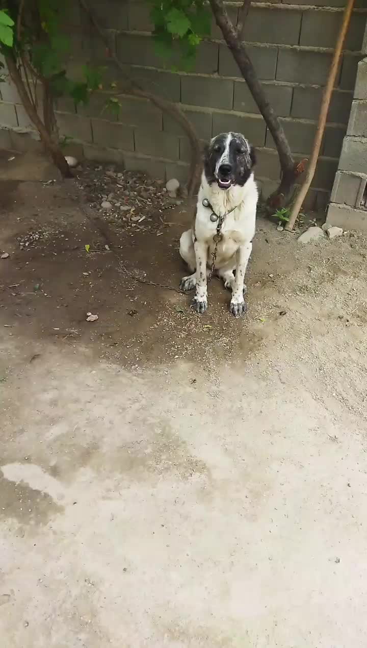 واگذاری سگ افغان ماده دونیم ساله|سگ|گنبد کاووس, |دیوار