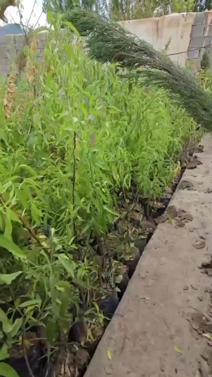 نهال بادام مقاوم به کمآبی|خدمات باغبانی و درختکاری|اقبالیه, |دیوار