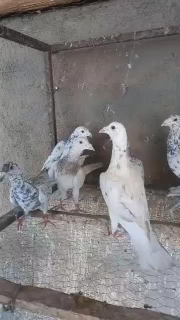 کبوتر سرور|پرنده|لنجان, |دیوار