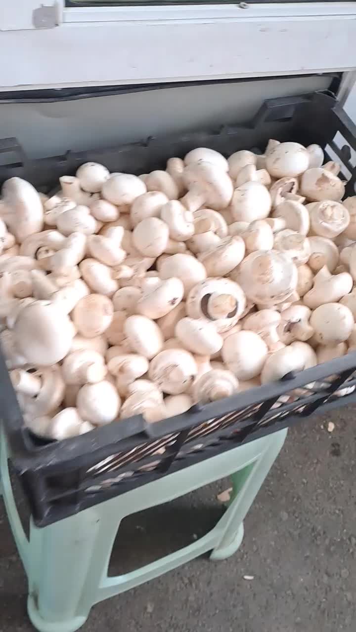 قارچ|خوردنی و آشامیدنی|تهران, شهرک دانشگاه|دیوار