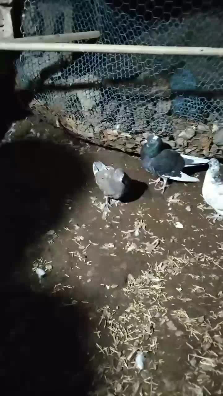 پرنده|پرنده|زنجان, |دیوار