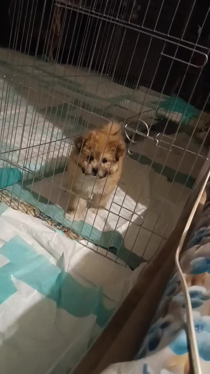 سگ شیتزو نر دوماهه|سگ|مرودشت, پشت سایپا|دیوار