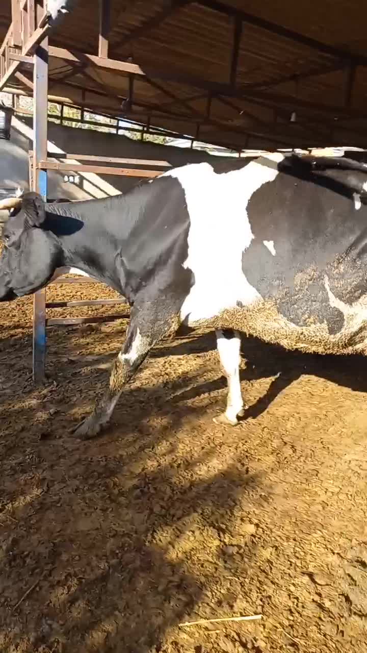 گاو۳۵کیلوشیرگوساله دار|حیوانات مزرعه|بندر ترکمن, |دیوار