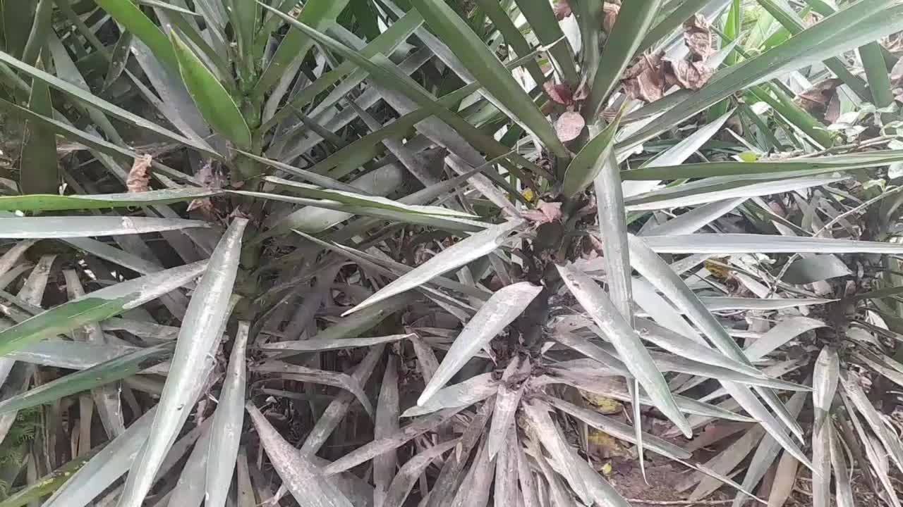 گل یوگا ۳ ساله|گل و گیاه طبیعی|رودسر, |دیوار