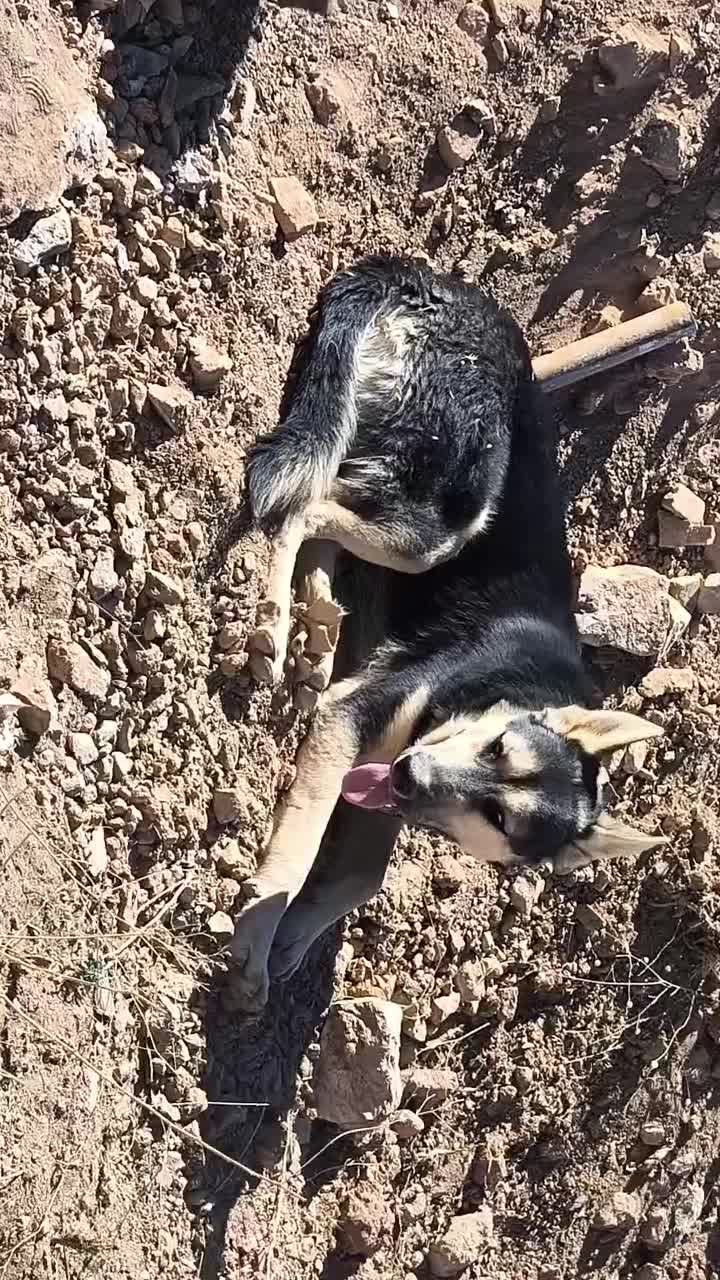 سگ میکس ژرمن|سگ|سنندج, |دیوار