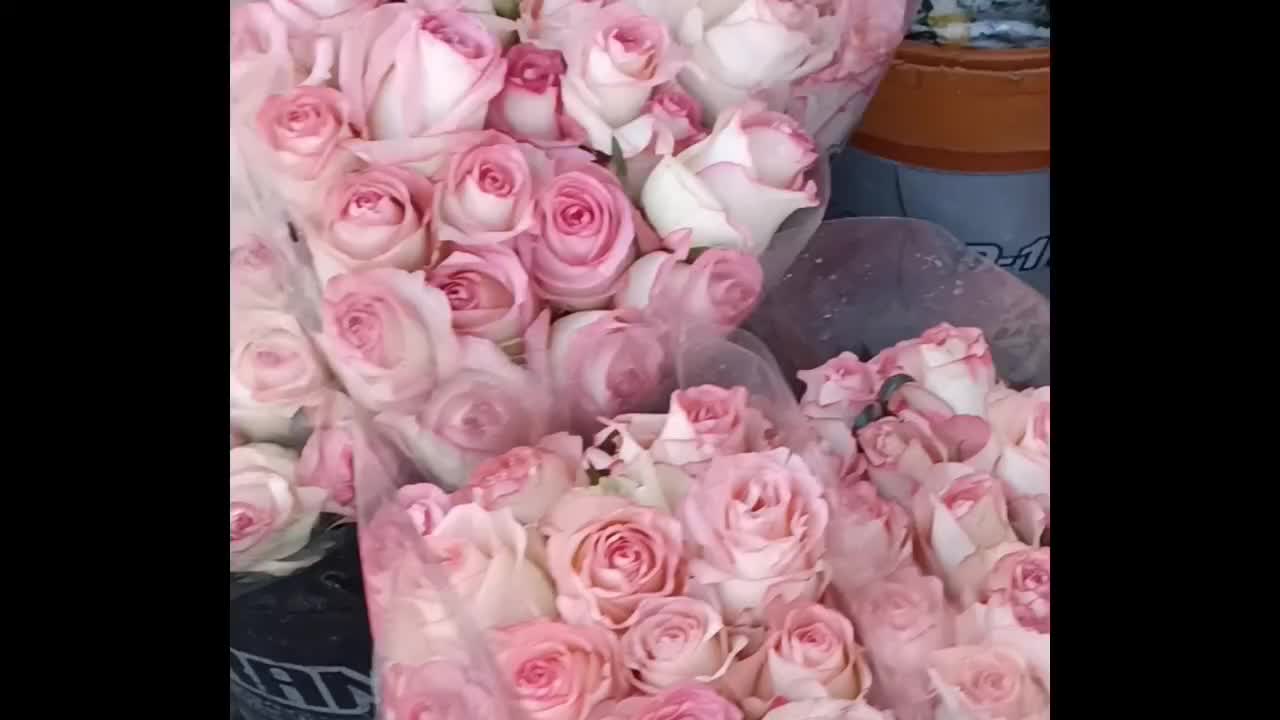 دسته گل ۴۵۰|گل و گیاه طبیعی|تهران, تهرانپارس شرقی|دیوار