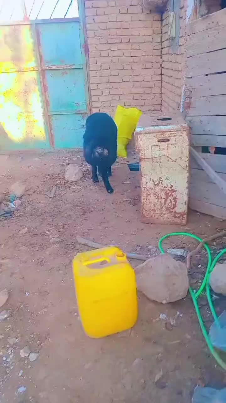 بره قوچ همو و هترو بی نظیر|حیوانات مزرعه|طرقبه, |دیوار