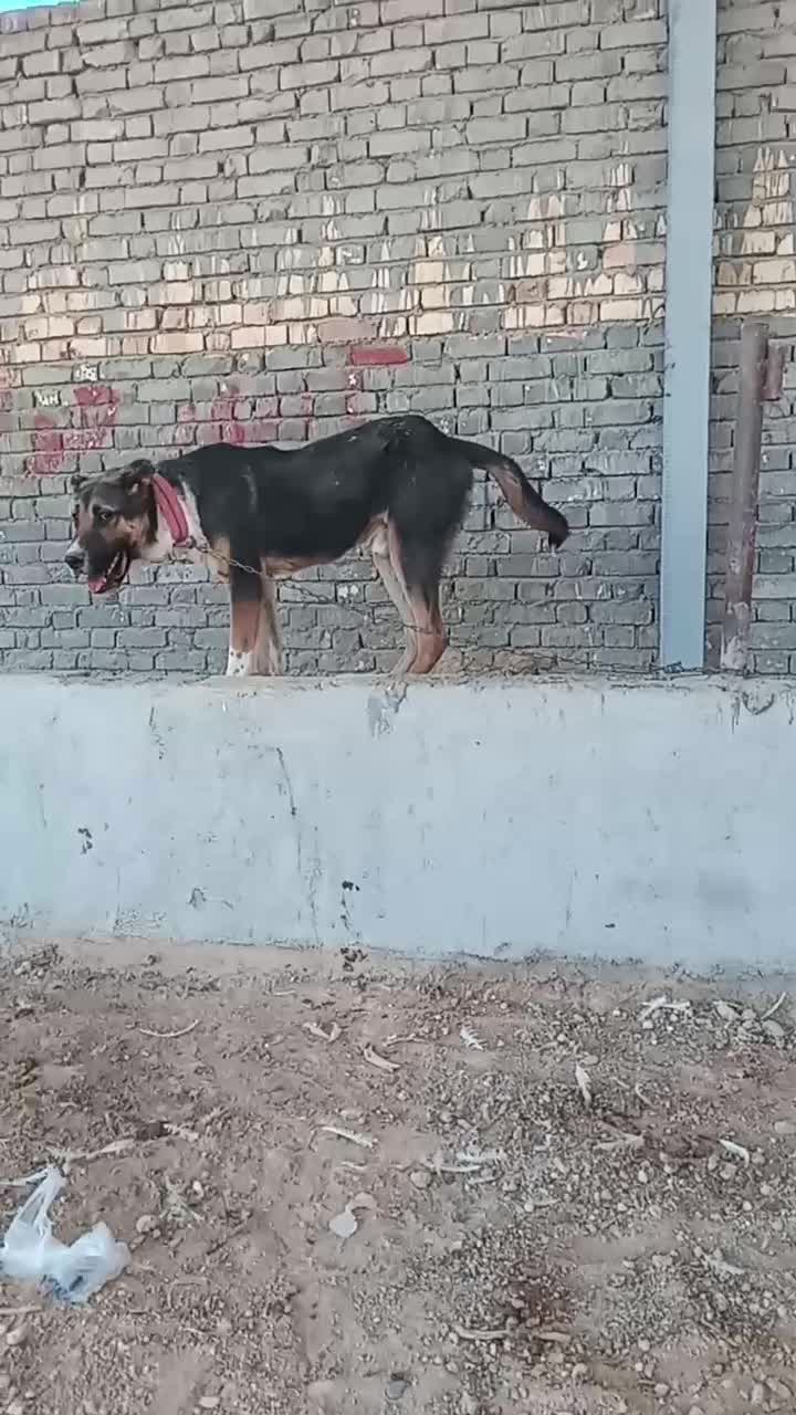 سرابی ۶ ماهه|سگ|لنجان, |دیوار