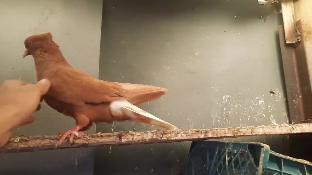 رنگی|پرنده|شوشتر, |دیوار