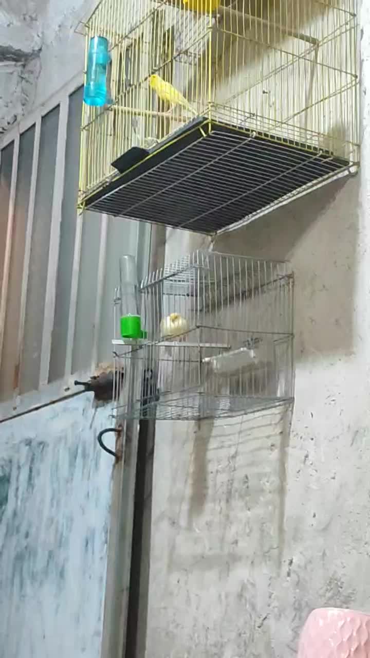 قناری طلایی مست شلاقی|پرنده|خورموج, |دیوار