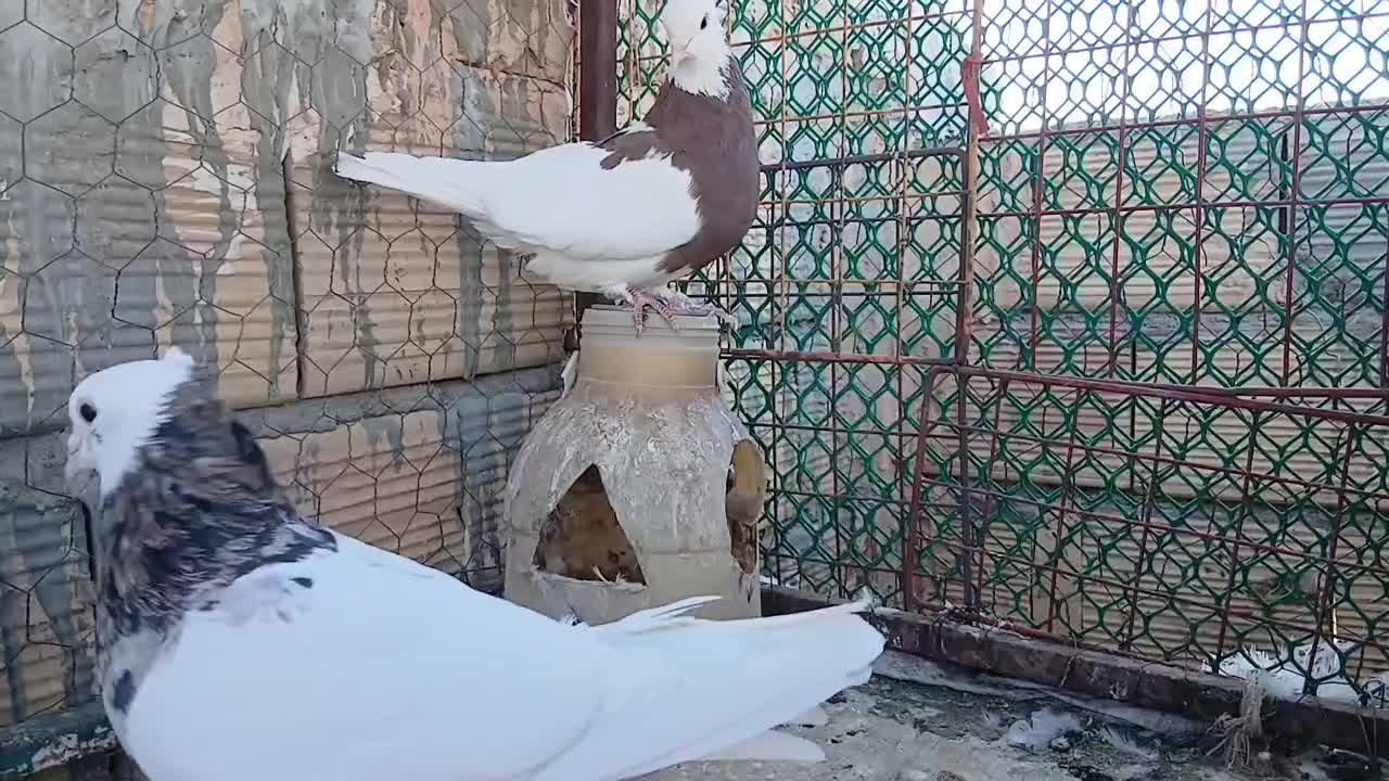 تخم کبوتر|پرنده|سبزوار, قصبه شرقی|دیوار