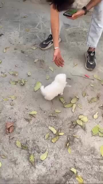 پامر خرسی|سگ|قزوین, |دیوار