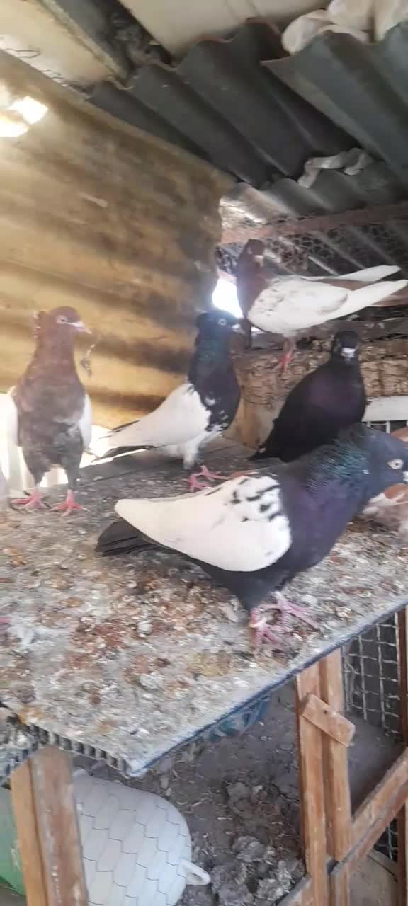 کبوتر رنگی|پرنده|تهران, دستغیب|دیوار