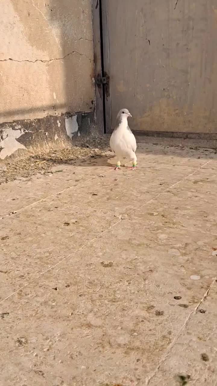 بدرنگ کبود نر|پرنده|دشتابی, |دیوار