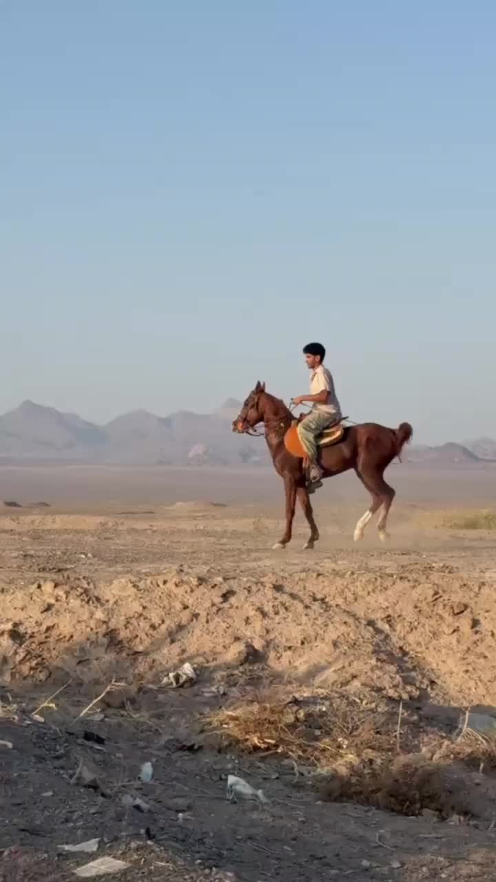 اسب|اسب و تجهیزات اسبسواری|بم, |دیوار