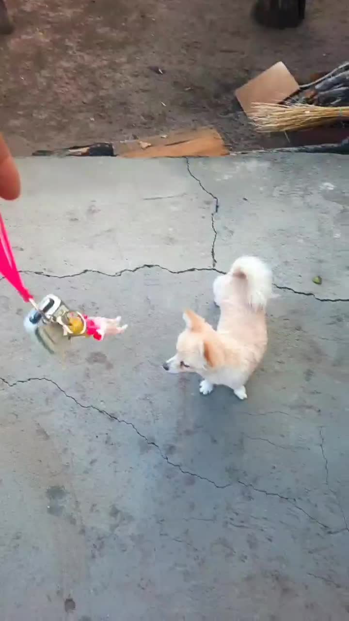 پامر روباهی|سگ|مرند, |دیوار