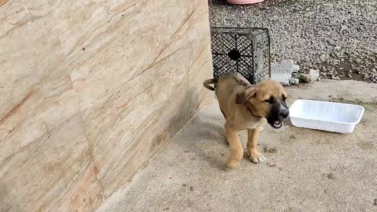 سگ پیت بول سه ماه خوشگل|سگ|صومعهسرا, |دیوار