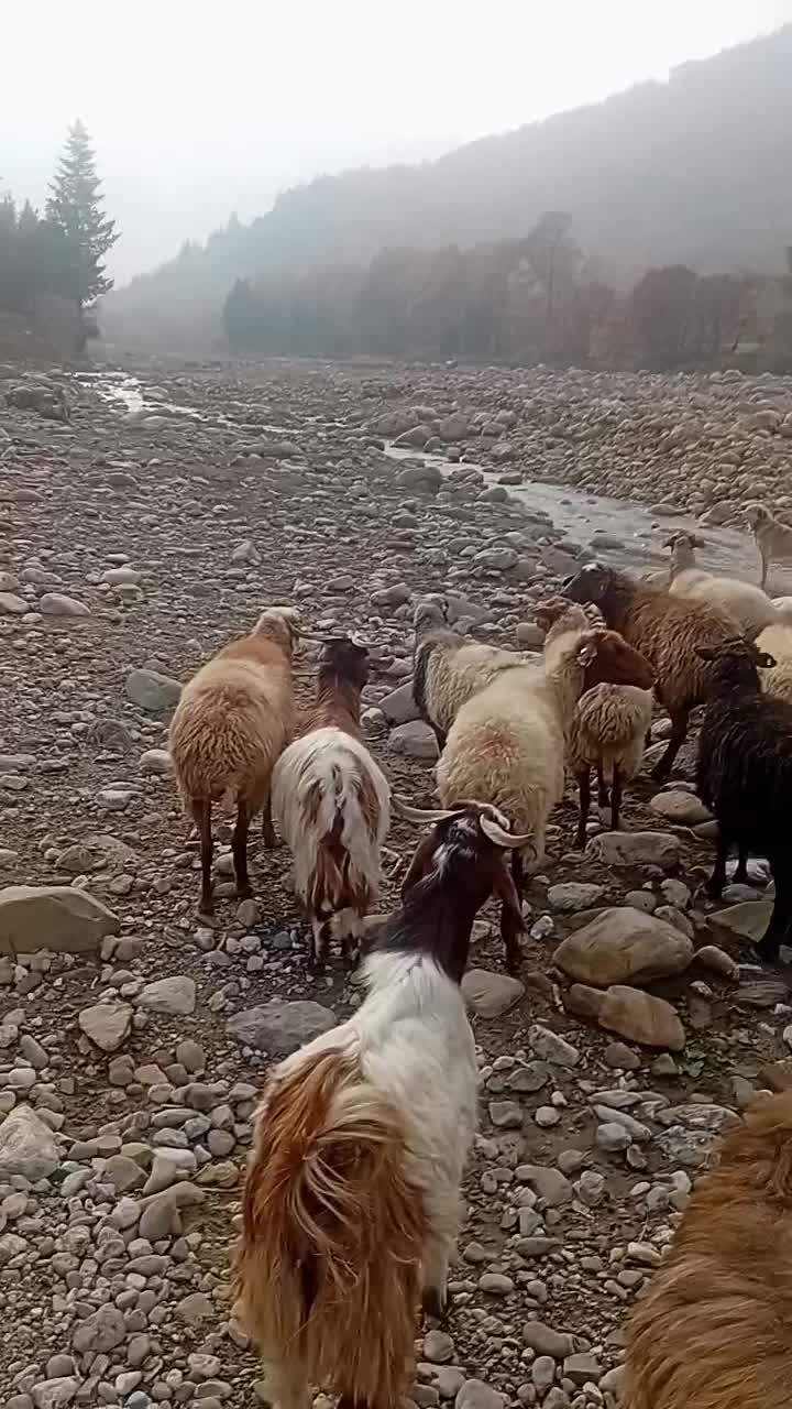 گوسفند های جنگل ی مشتری واقعی فقط تماس بگیرید|حیوانات مزرعه|رامیان, |دیوار