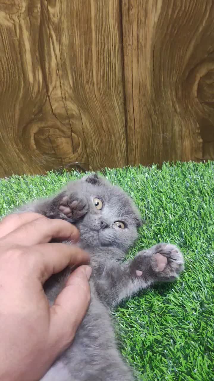 اسکاتیش بلو انفولد|گربه|تهران, گیشا|دیوار