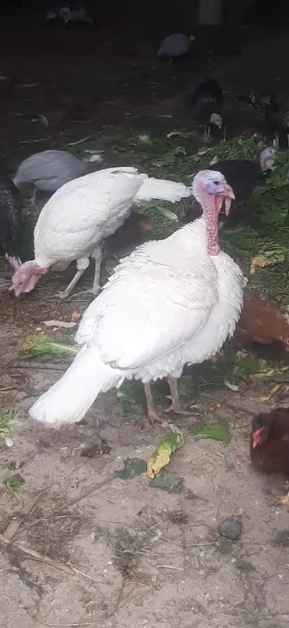 بوقلمون تخمگذار مرغ|حیوانات مزرعه|دزفول, |دیوار