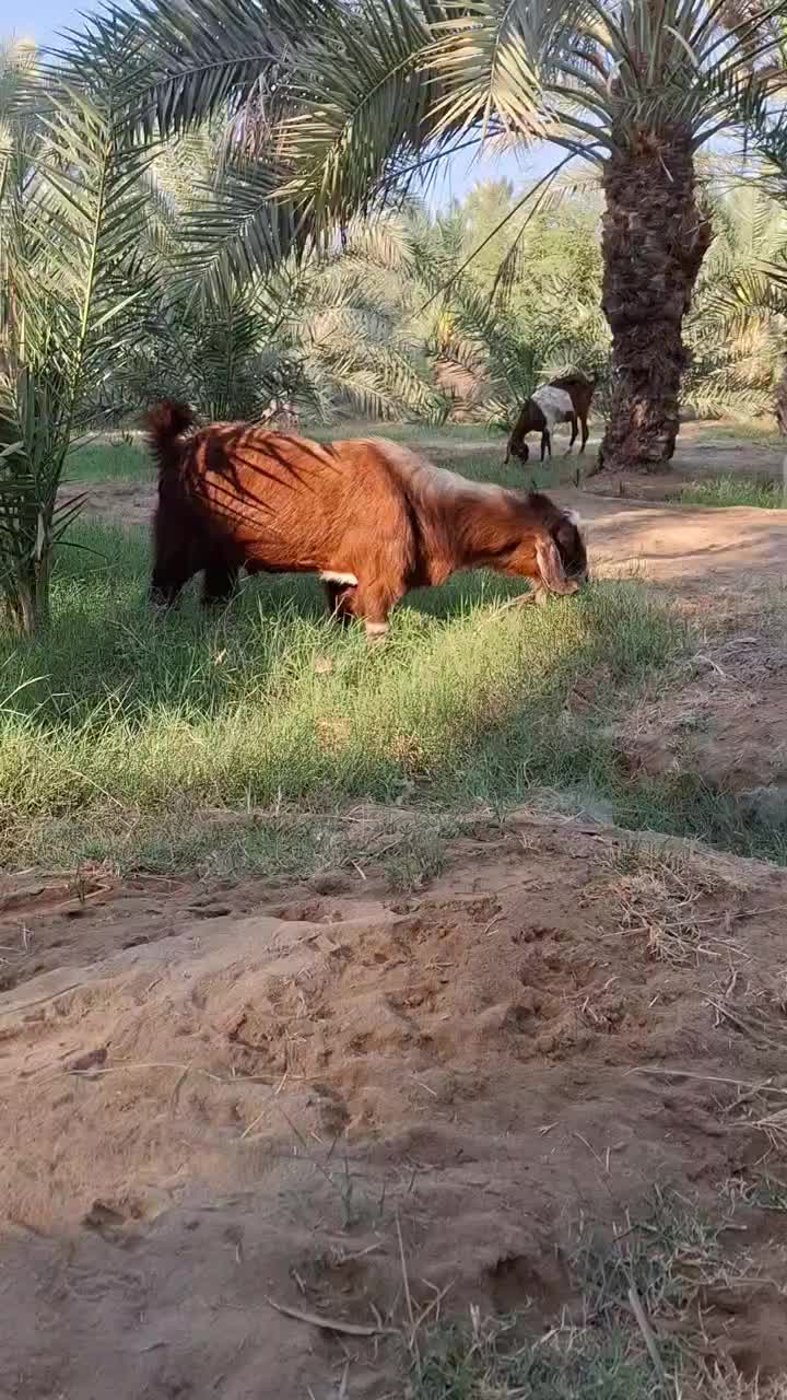 گوسفند یه نری دوتا چپشت|حیوانات مزرعه|فاریاب, |دیوار