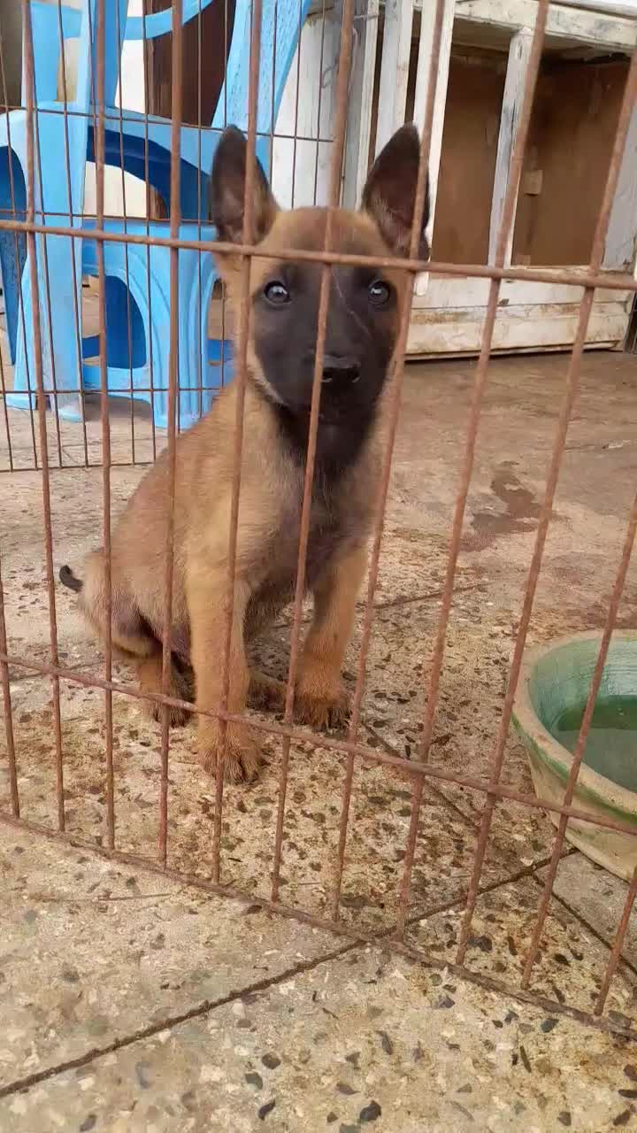 malineviz malinois مالینوا مالینویز بلژیکی نگهبان|سگ|تهران, زعفرانیه|دیوار