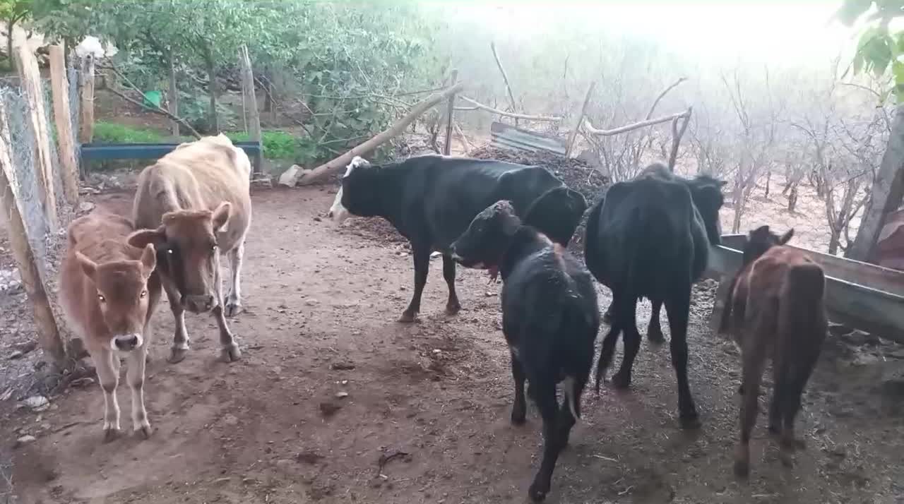 گاو کردی با گوساله|حیوانات مزرعه|باینگان, |دیوار